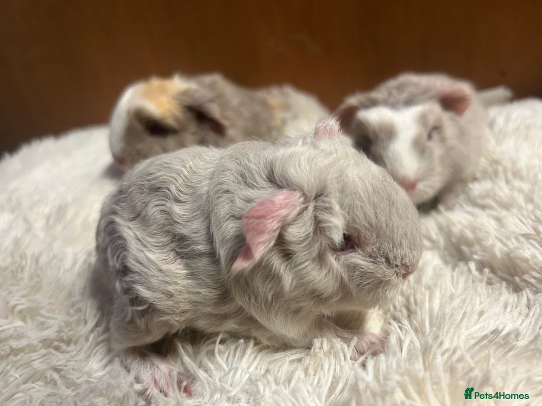 Guinea Pig rodents for sale: Swiss baby boars ready now - Advert 15