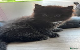 Mixed Breed cats for sale: ✨ The Midnight Magic – Ready to Steal Your Heart  - Image 1