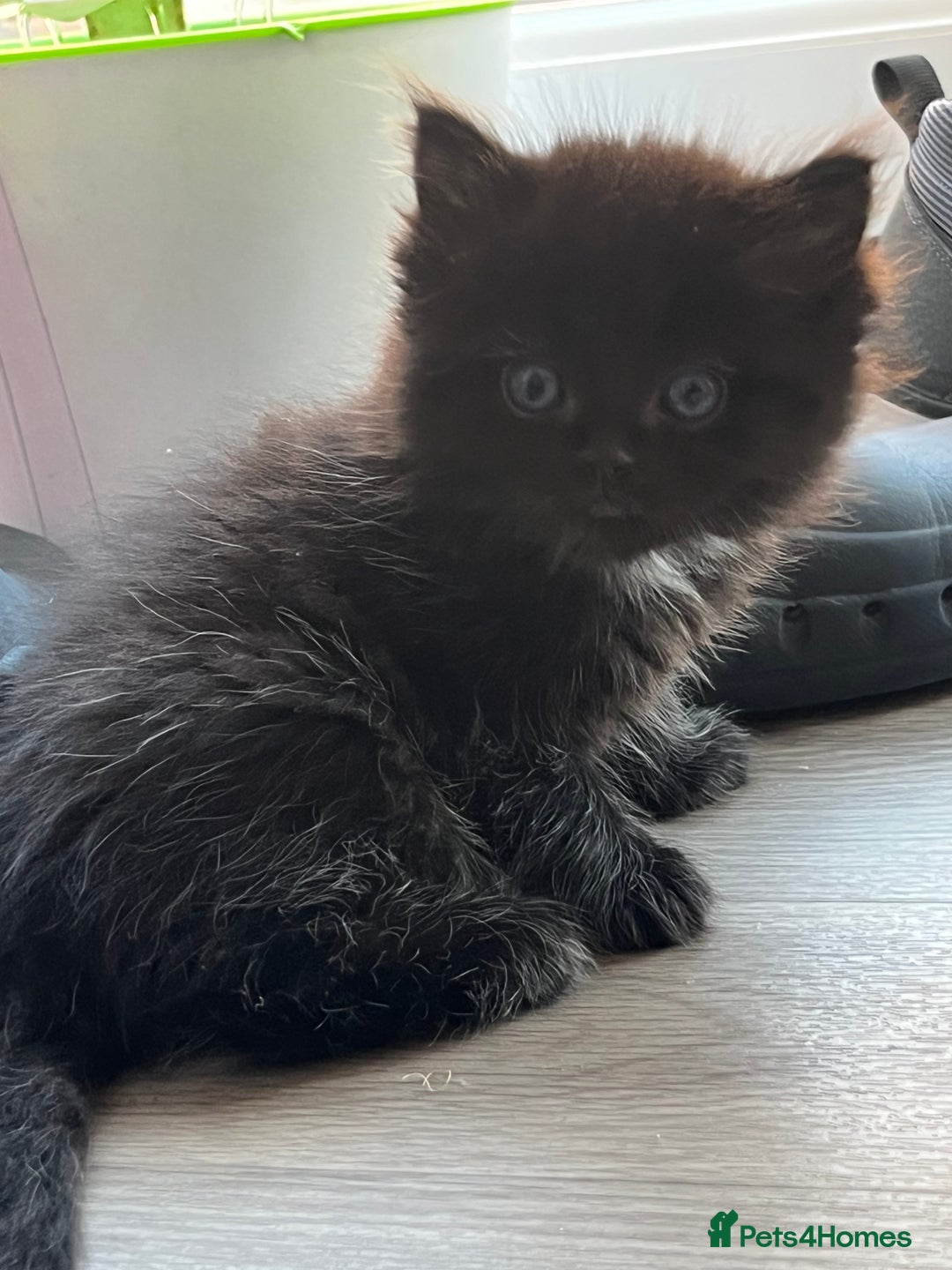 Mixed Breed cats for sale: ✨ The Midnight Magic – Ready to Steal Your Heart  - Image 1