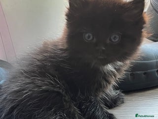 Mixed Breed cats - Advert 8