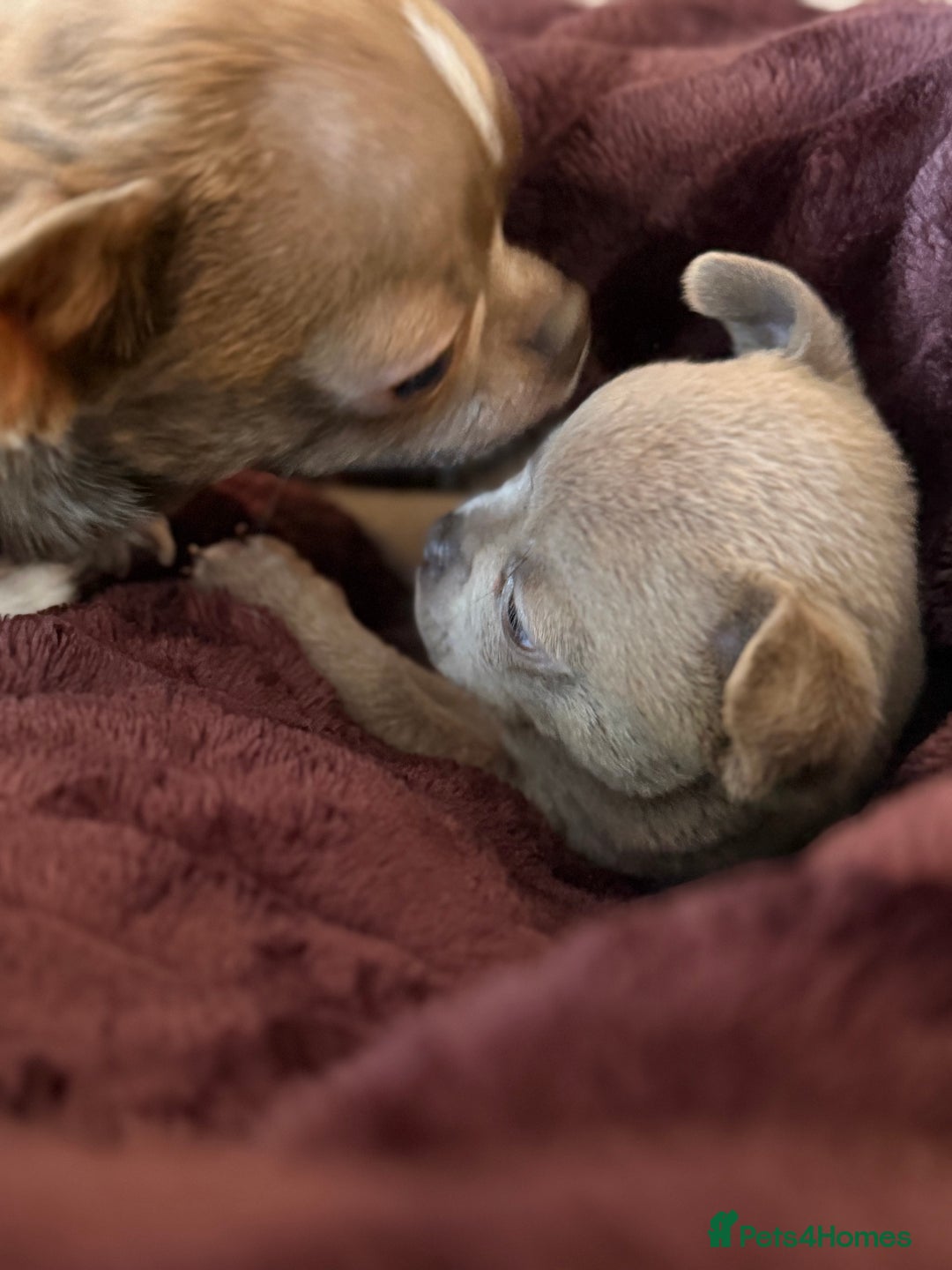 Chihuahua dogs for sale: Chihuahua Boys Short Haired  - Image 4