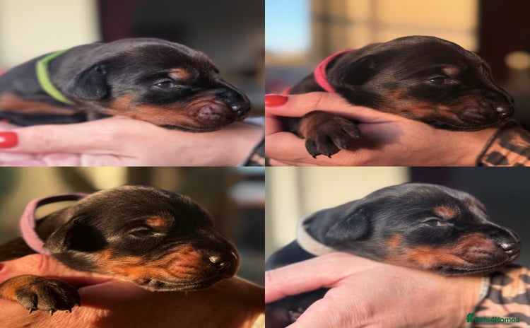 Dobermann dogs - Advert 14