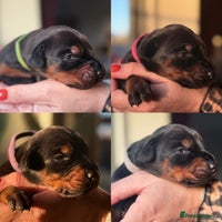 Dobermann dogs 🐾 Females available/KC reg🐾 Top Pedigree - Advert 4