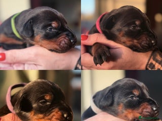 Dobermann dogs - Advert 3