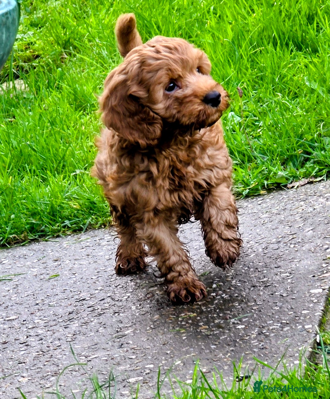 Cockapoo dogs for sale: Fantastic f1b toy cockapoo puppies  - Image 4