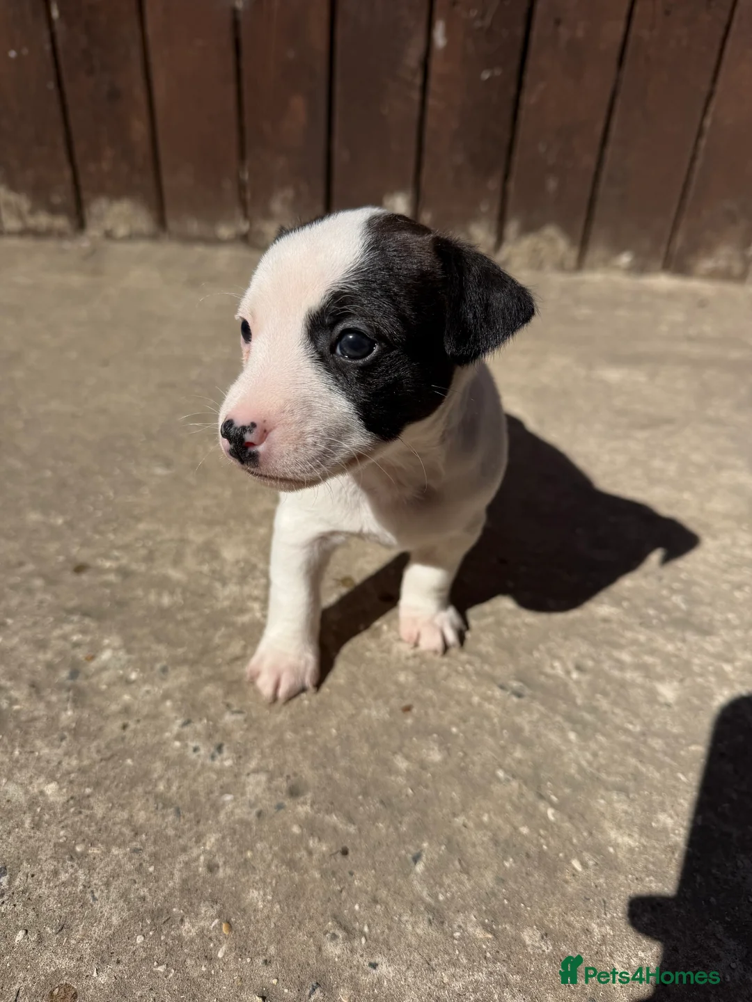 Jack Russell dogs for sale: Jack Russell Puppies.  - Advert 2