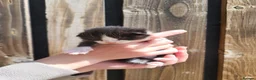 Mixed Breed cats for sale: Black and white farm kittens  - Advert 7