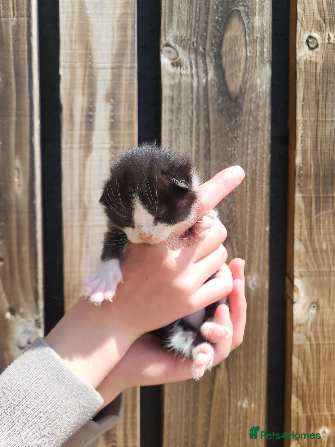 Mixed Breed cats for sale: Black and white farm kittens  - Advert 7
