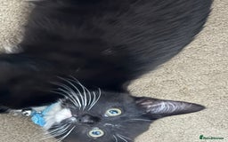 Mixed Breed cats for sale: Two female 7 month old kittens  - Image 5