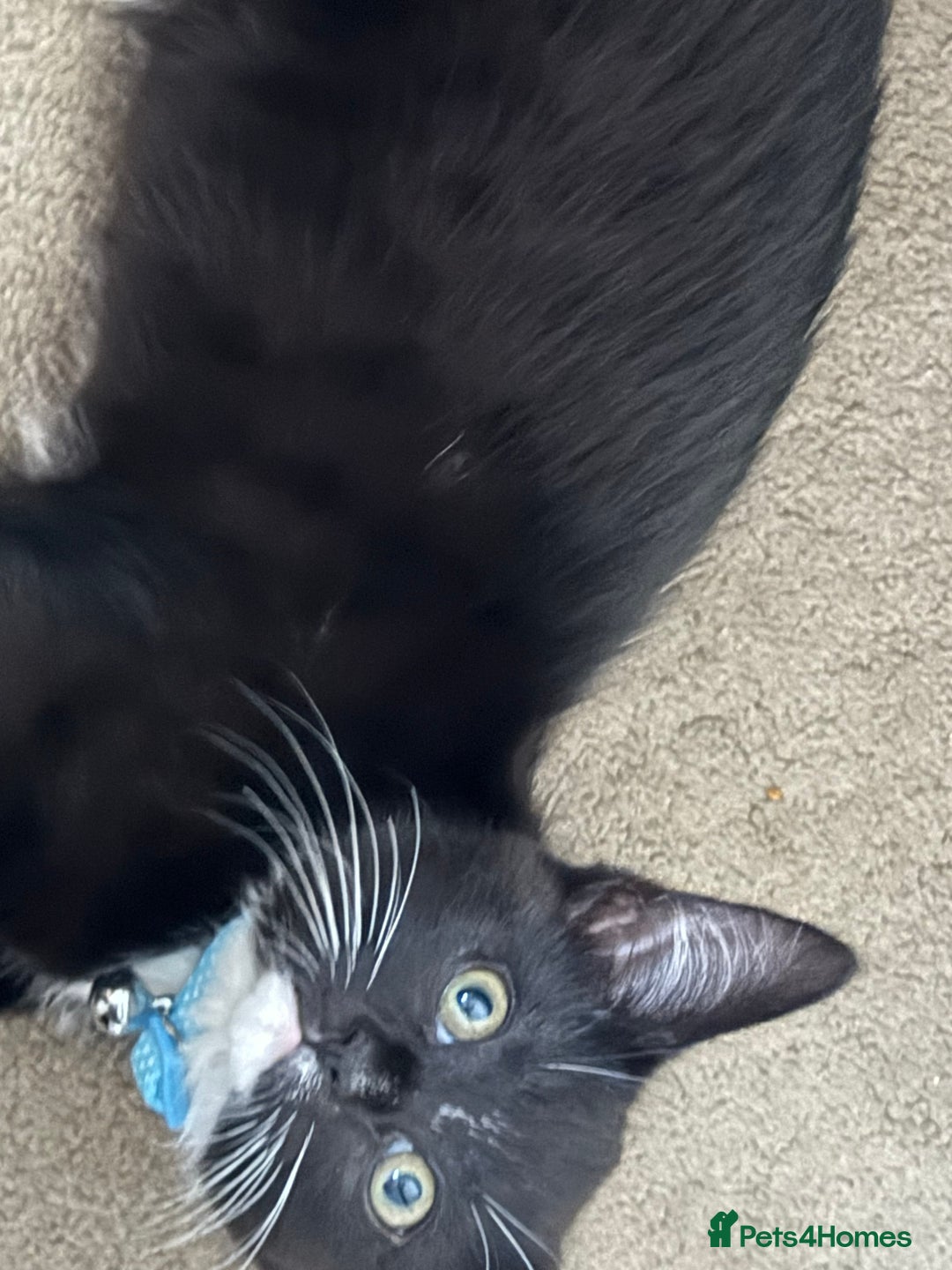 Mixed Breed cats for sale: Two female 7 month old kittens  - Image 5