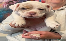 Olde English Bulldogge dogs for sale: Old English bulldogs “NEBBR “ regstd - Image 4