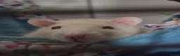 Rat rodents for sale:  4 Rats and large cage setup for sale - Advert 3