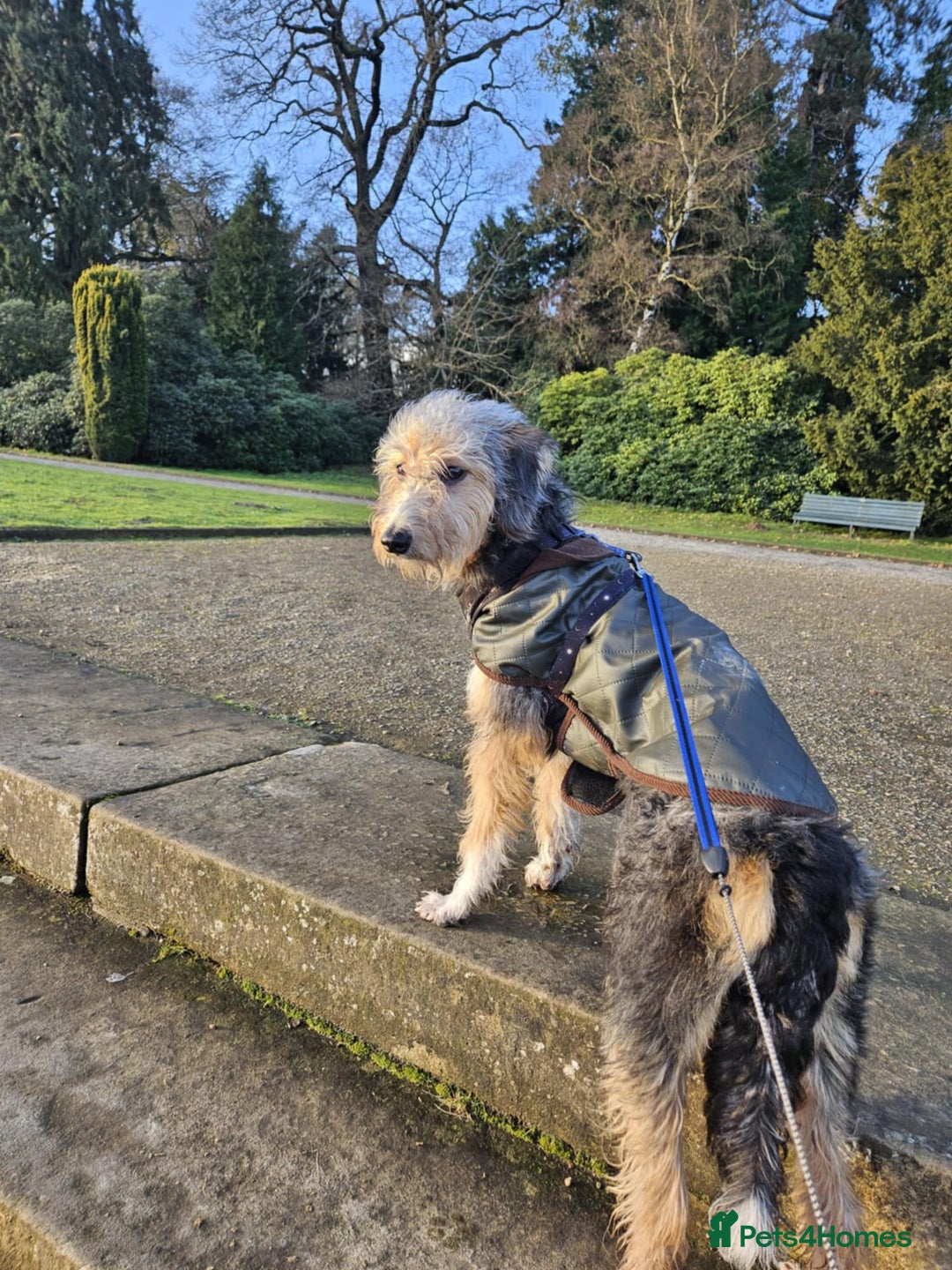 Bedlington Terrier dogs for sale: Bedlington whippet x bedlington terrier  - Advert 1