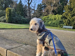 Bedlington Terrier dogs for sale: Bedlington whippet - Advert 1