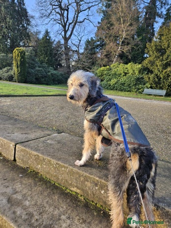 Bedlington Terrier dogs Bedlington whippet x bedlington terrier - Advert 1