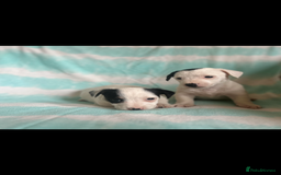 Jack Russell dogs for sale: Miniature Jack Russell - Image 3