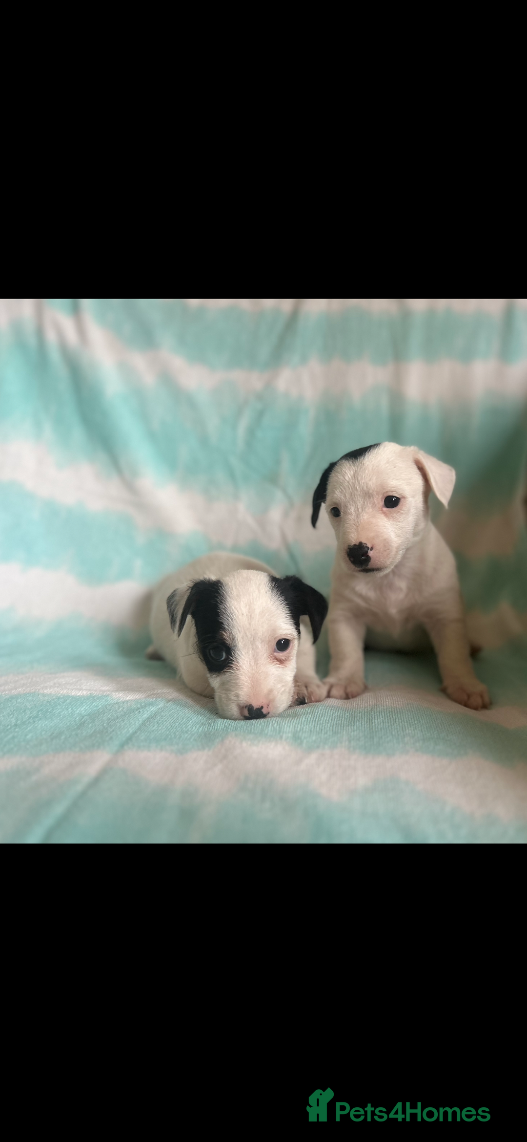 Jack Russell dogs for sale: Miniature Jack Russell - Image 3