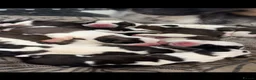Saint Bernard dogs for stud: Beautiful saint Bernard stud  - Advert 7