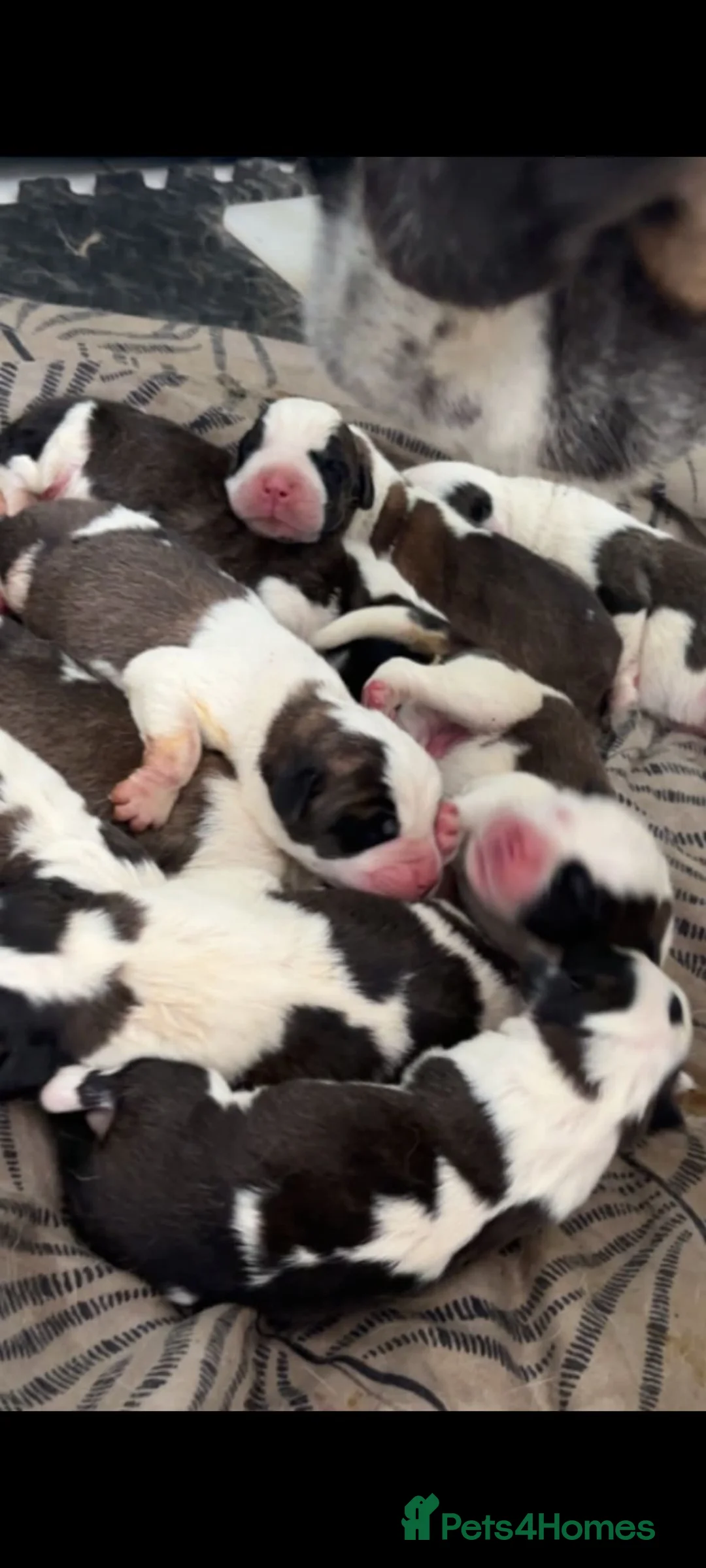 Saint Bernard dogs for stud: Beautiful saint Bernard stud  - Advert 7