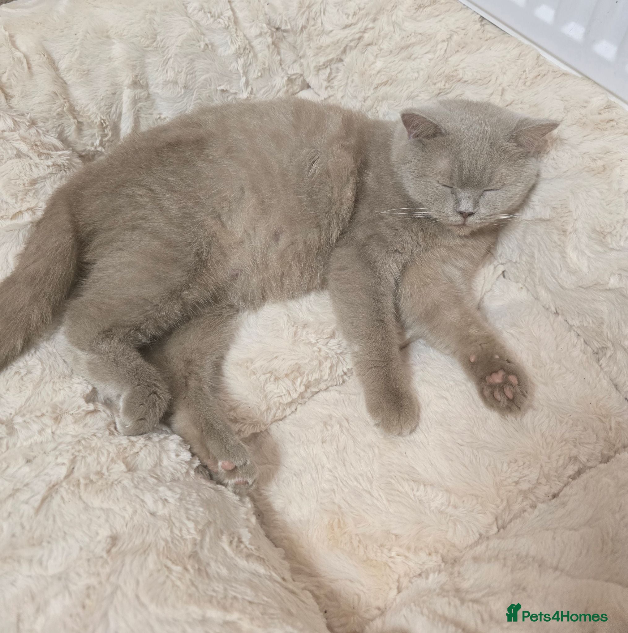 British Shorthair cats Fawn GCCF Registered Active Female - Advert 1