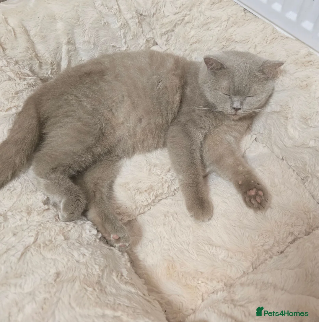 British Shorthair cats for sale: Fawn GCCF Registered Active Female - Advert 1