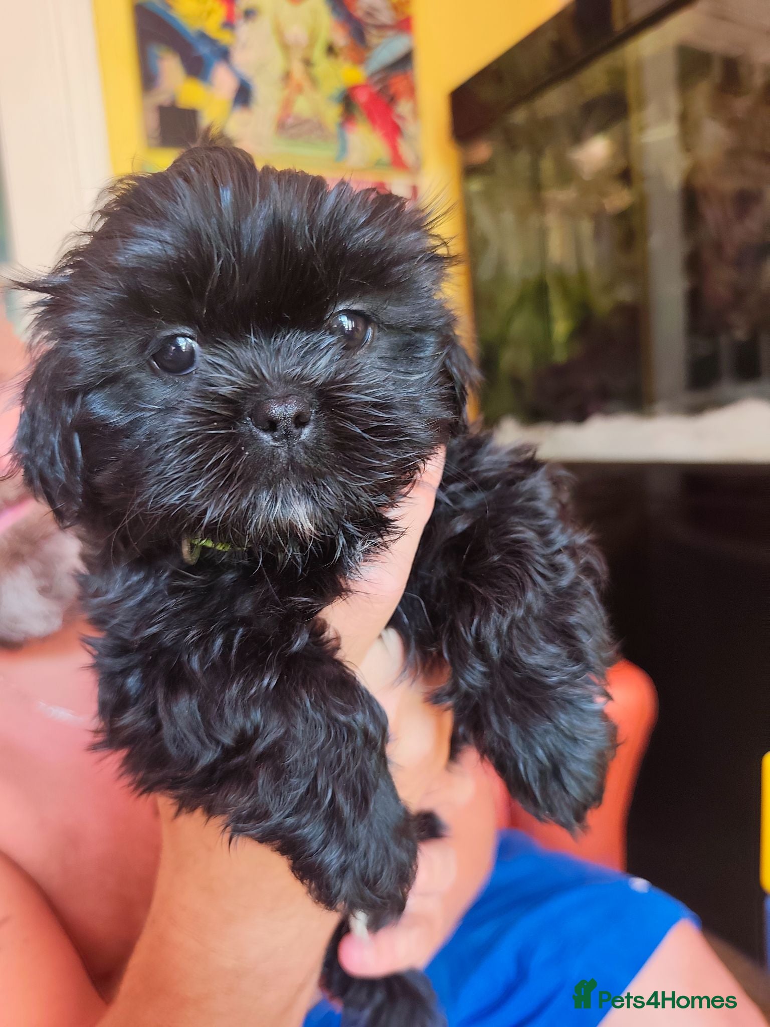 Shih Tzu dogs Shih tzu puppies last boy Redy Now - Advert 2