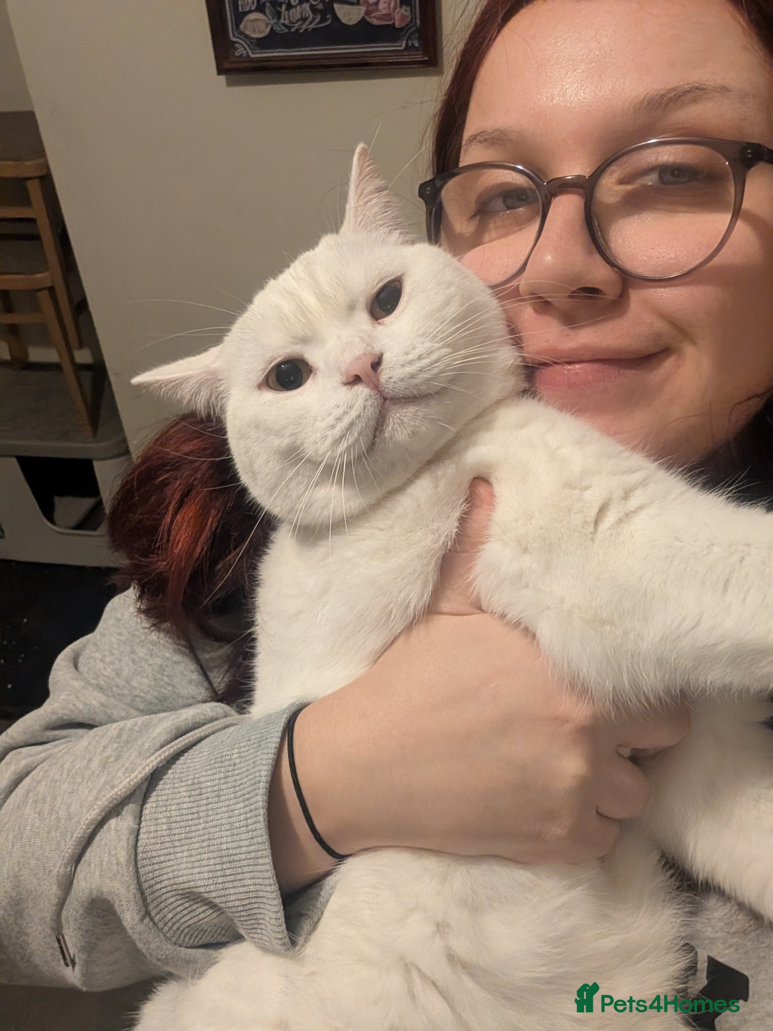 British Shorthair cats British shorthair for good home - Advert 17