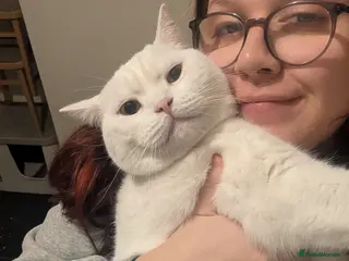 British Shorthair cats British shorthair for good home - Advert 17