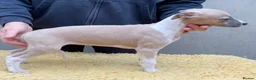Whippet dogs for sale: Top Quality Whippet puppies - Advert 3