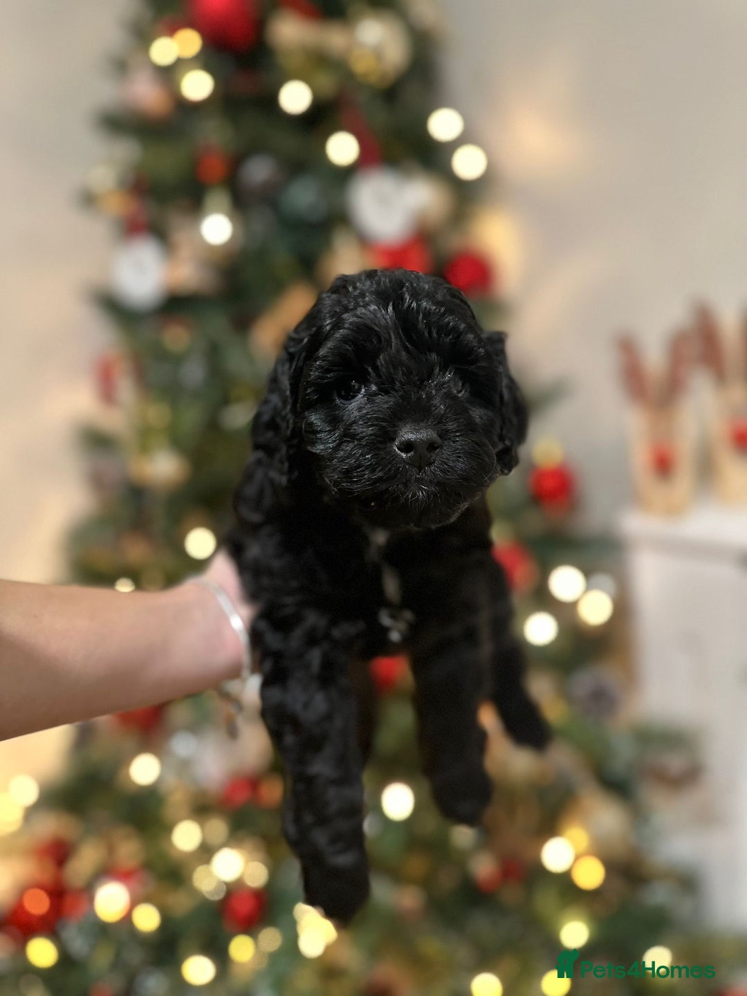 Cockapoo dogs for sale: Stunning f1b cockapoo's for sale  - Advert 19