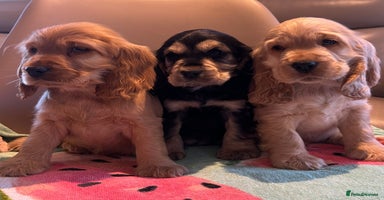 Cocker Spaniel dogs - Advert 9