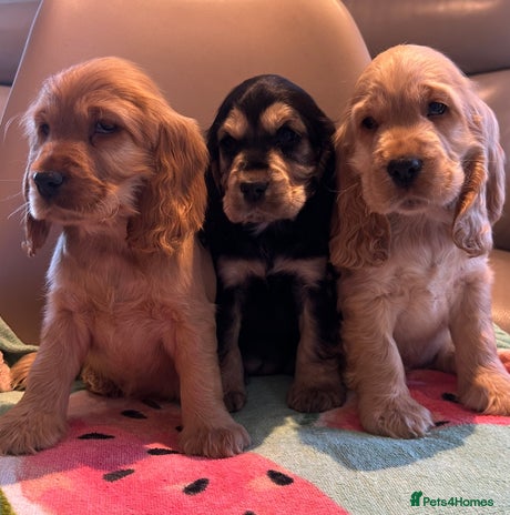 Cocker Spaniel dogs - Advert 16