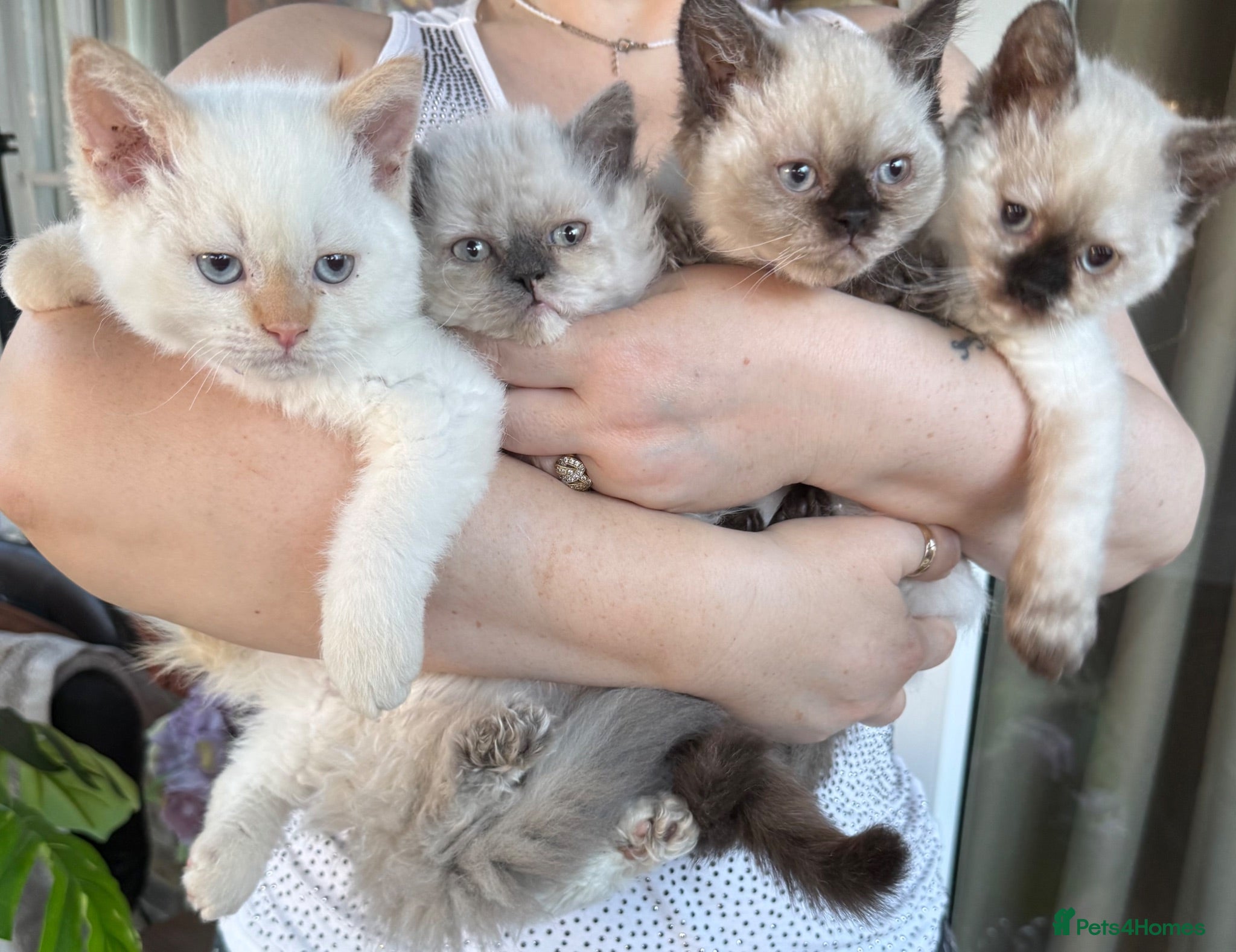 Selkirk Rex cats Selkirk rex kittens REDUCED! - Advert 5