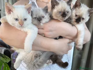 Selkirk Rex cats Selkirk rex kittens REDUCED! - Advert 5