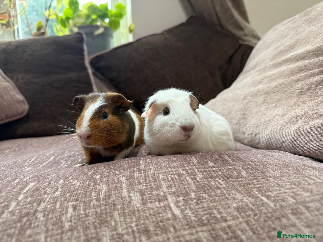 Guinea Pig rodents for sale: Two male guinea pigs for adoption in Pinner - Advert 1