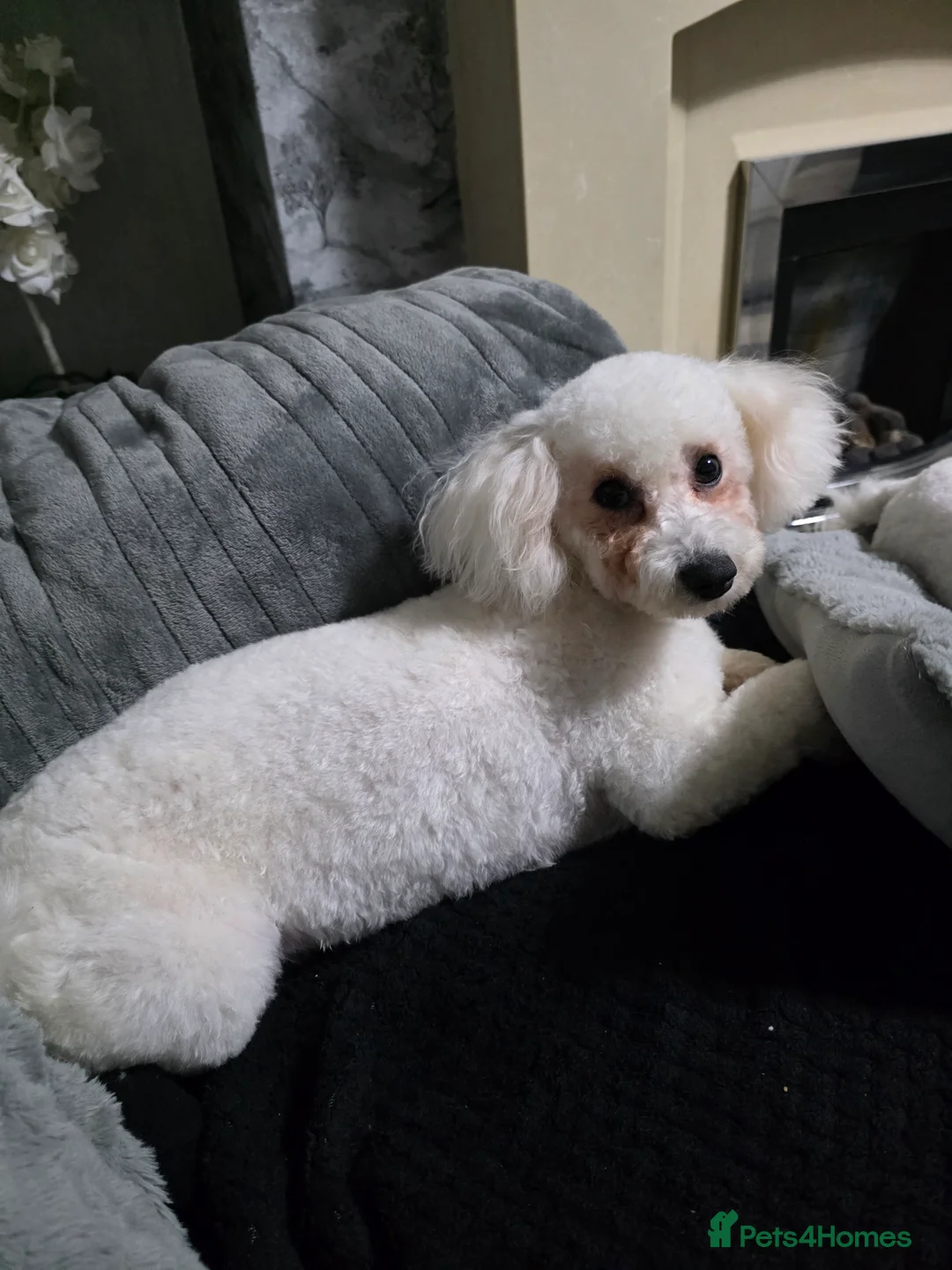 Bichon Frise dogs for sale: 2 x Bichon frise - Advert 10