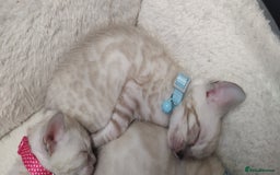 Bengal cats for sale: Snow Bengal kitten - Image 4