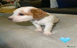 Cocker Spaniel dogs for sale: Cocker Spaniel Puppies  - Advert 3