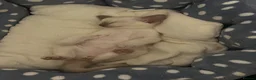 Siamese cats for sale: Siamese kittens - Advert 17