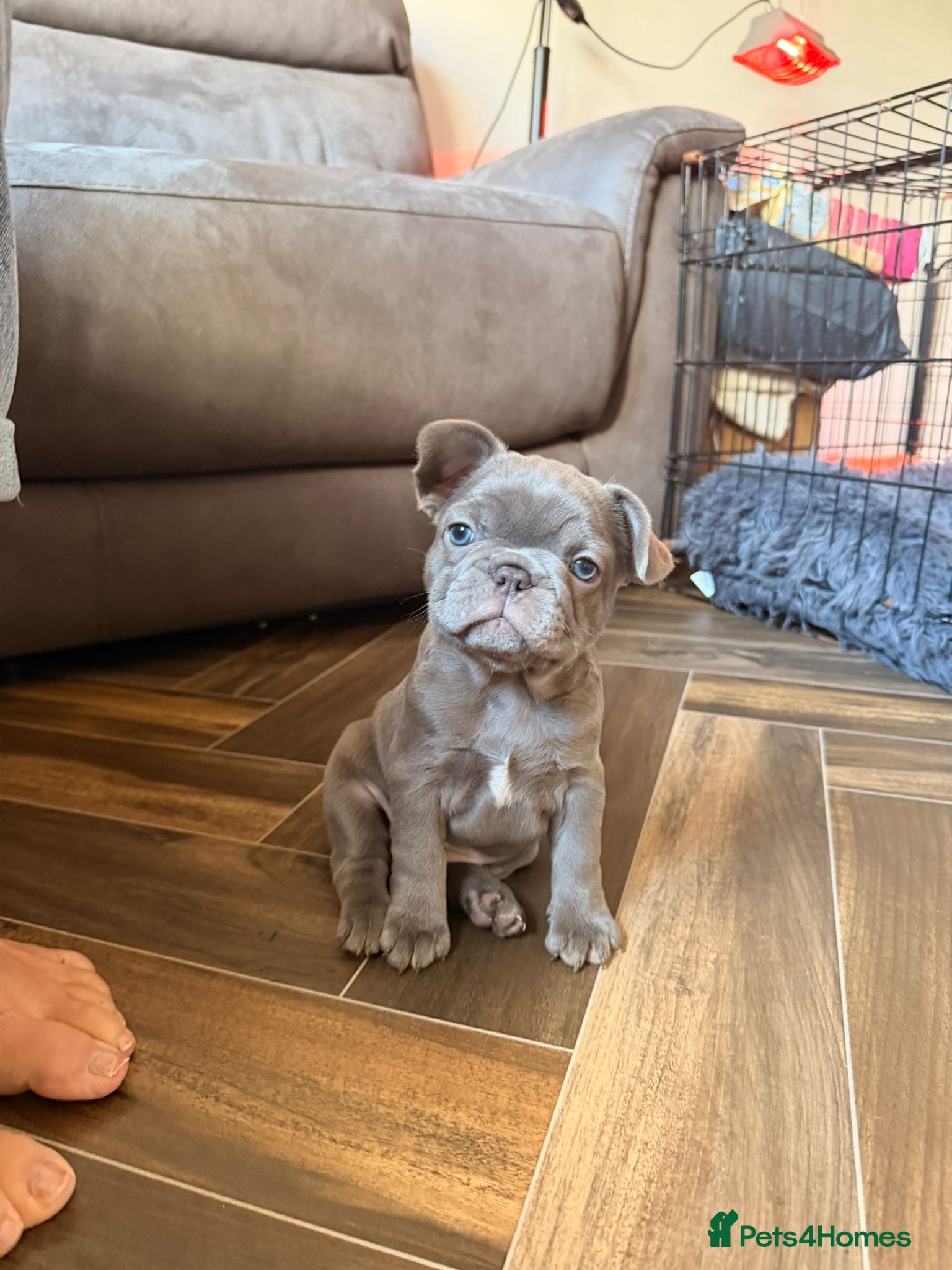 French Bulldog dogs 2 GIRLS LEFT 7 DAYS UNTIL THEY CAN LEAVE ❤️❤️❤️❤️ - Advert 14