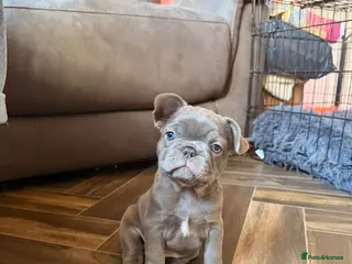 French Bulldog dogs 2 GIRLS LEFT 7 DAYS UNTIL THEY CAN LEAVE ❤️❤️❤️❤️ - Advert 2