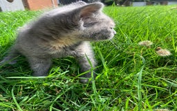 Domestic Shorthair cats for sale: Grey shorthair kitten - Image 2