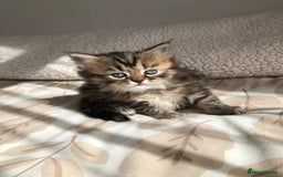 Siberian cats for sale: Stunning Siberian Kittens! - Image 11