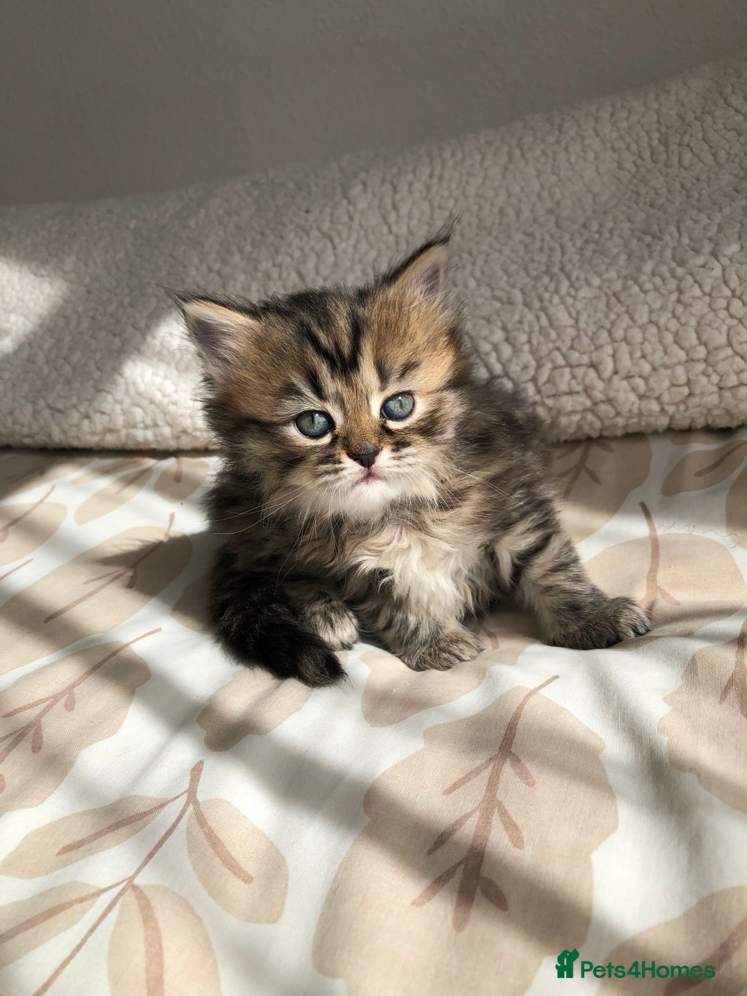 Siberian cats for sale: Stunning Siberian Kittens! - Image 11