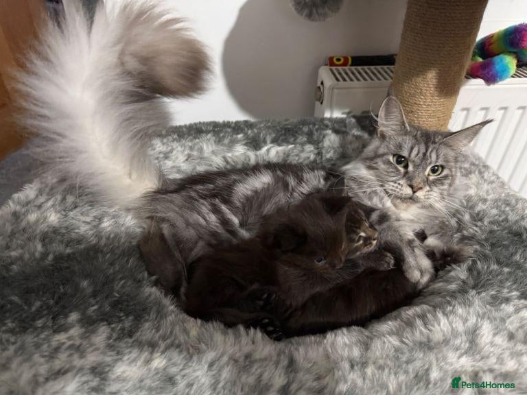 Maine Coon cats for sale: STUNNING MAINE COON KITTENS - Advert 1
