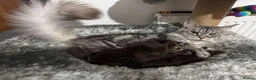 Maine Coon cats for sale: STUNNING MAINE COON KITTENS in Birmingham - Advert 1