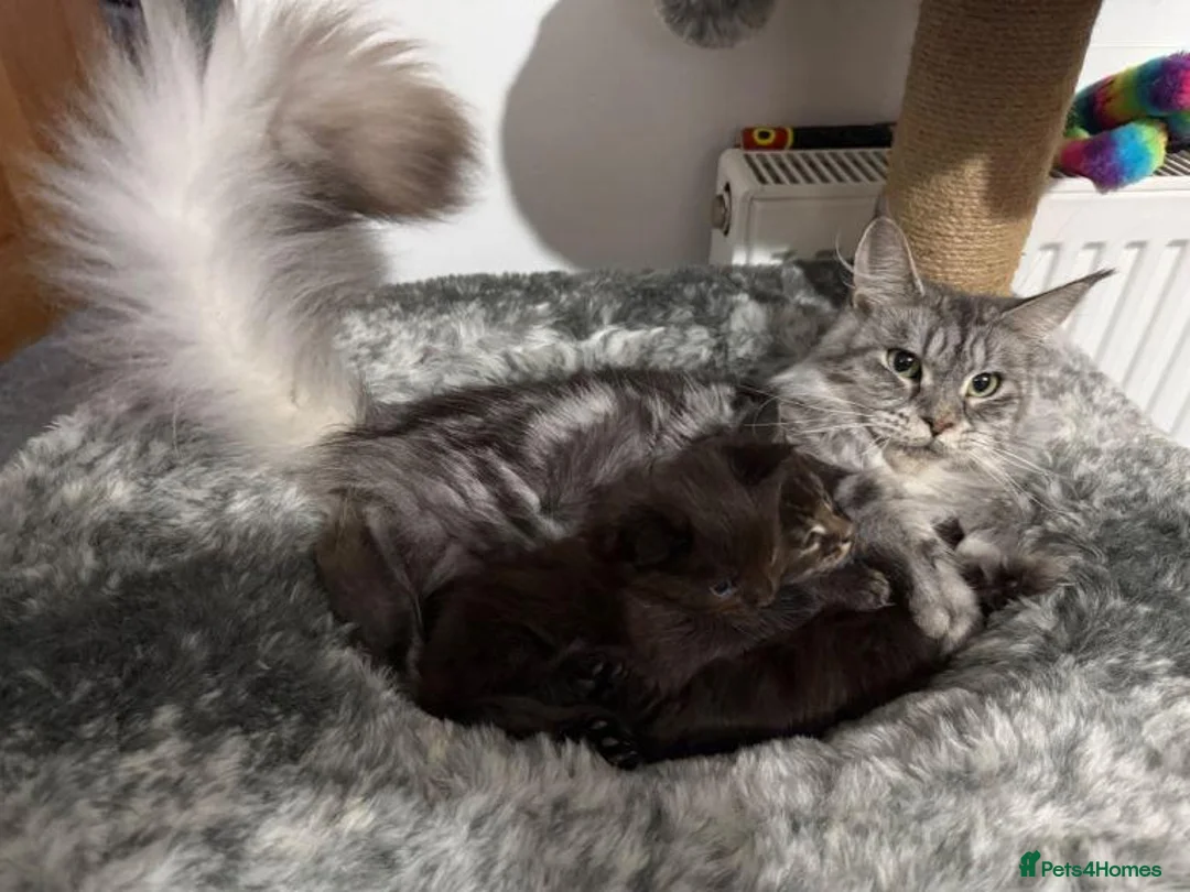 Maine Coon cats for sale: STUNNING MAINE COON KITTENS in Birmingham - Advert 1