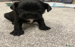 Mixed Breed dogs for sale: Schnockers  - Image 6