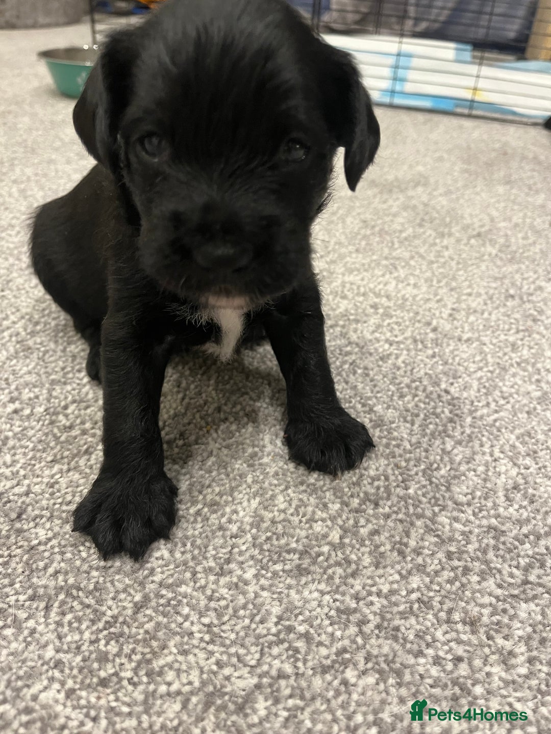 Mixed Breed dogs for sale: Schnockers  - Image 6