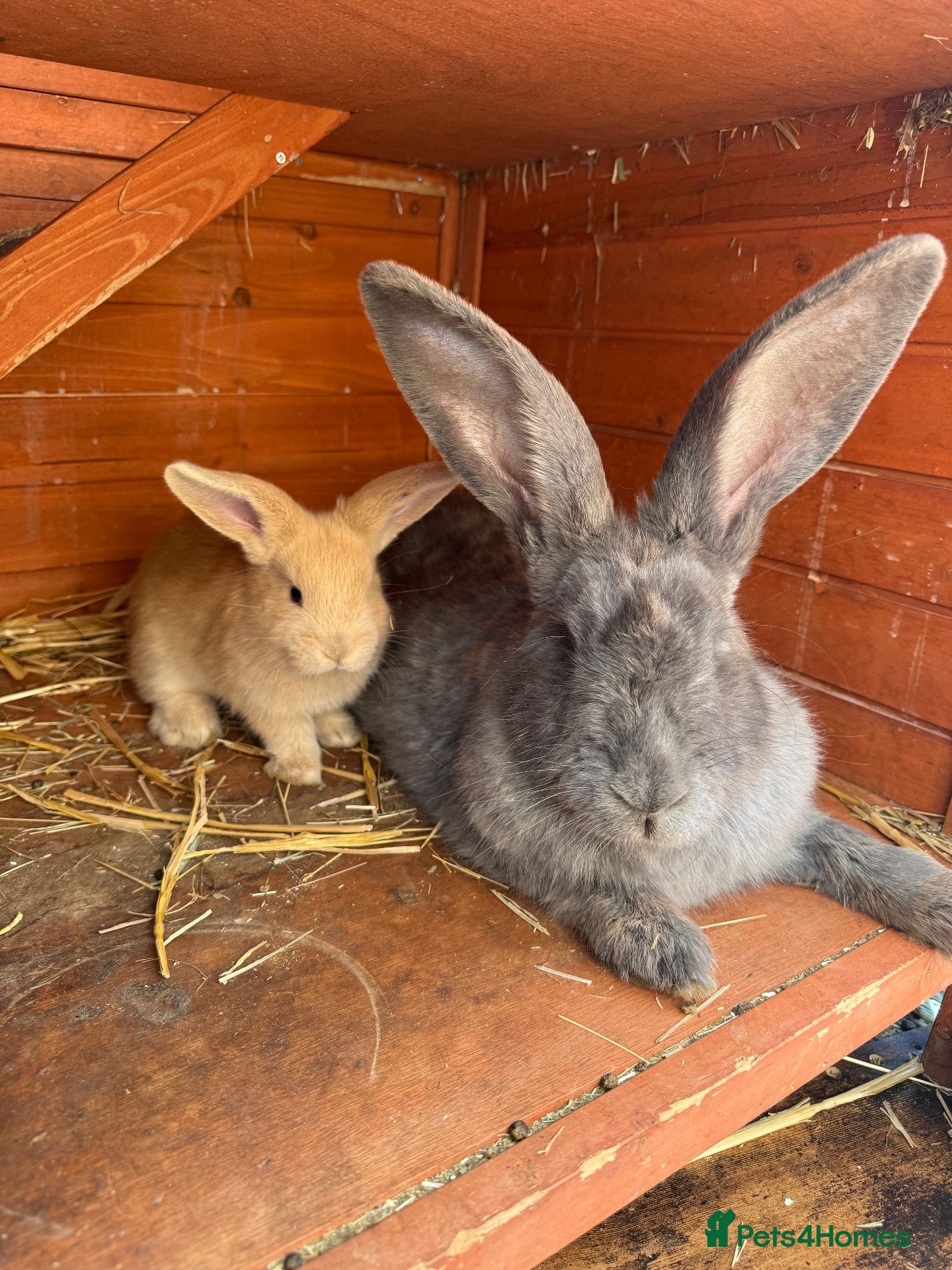Continental Giant rabbits 2 LEFT - READY NOW  - Advert 1
